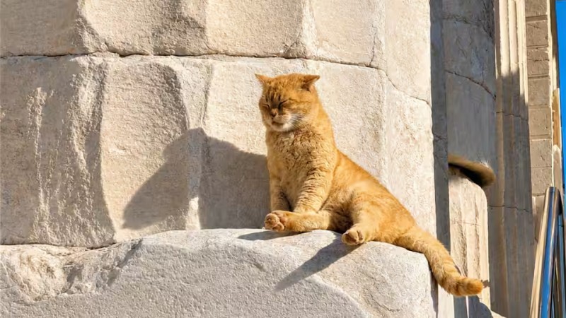 Acropolis Cats and Other Wondrous Animals